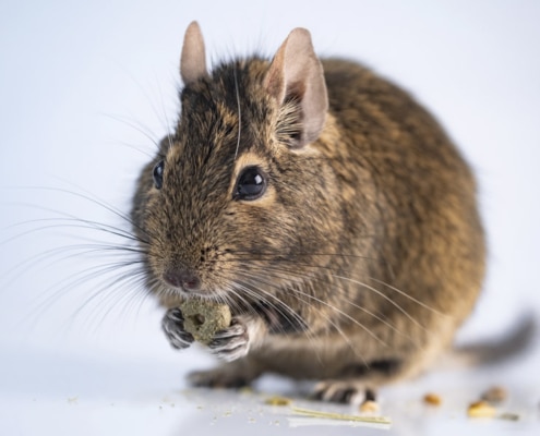 degu