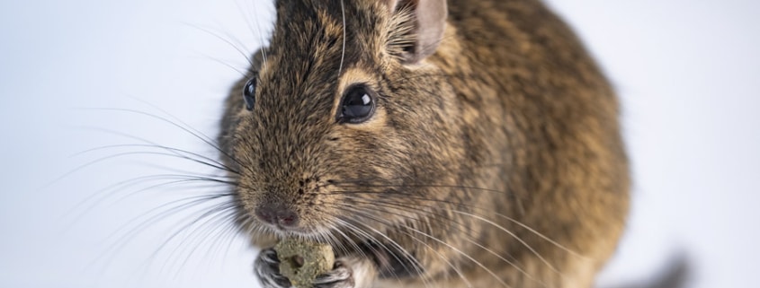 degu