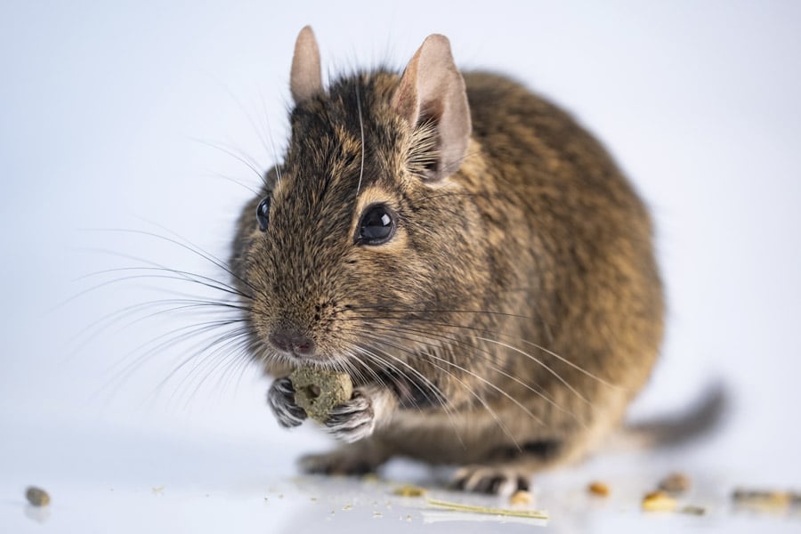 degu animal