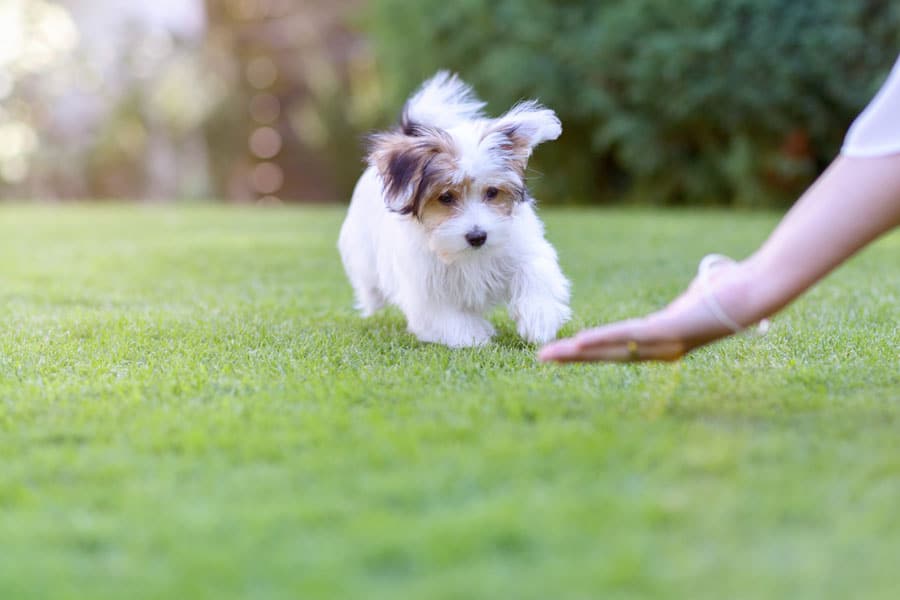 como-criar-un-cachorro