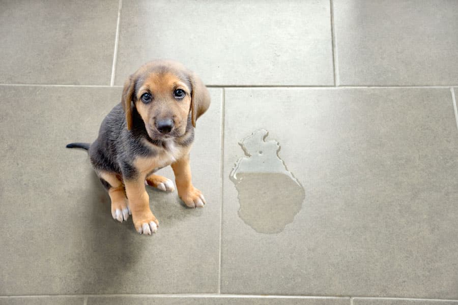 como-educar-un-cachorro