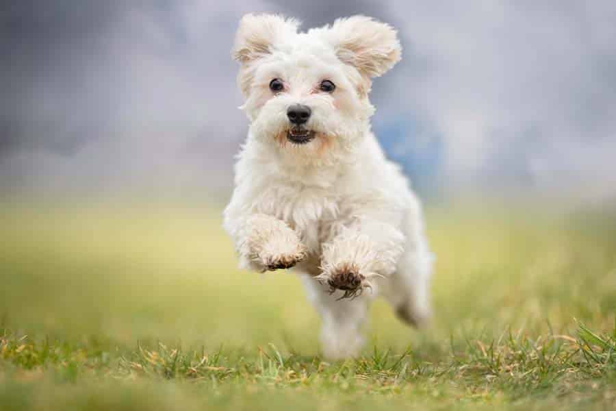 perro bichón maltés