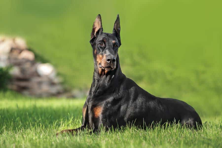 perro doberman