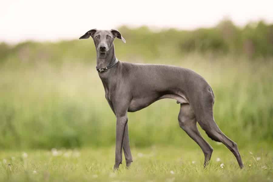 perro galgo