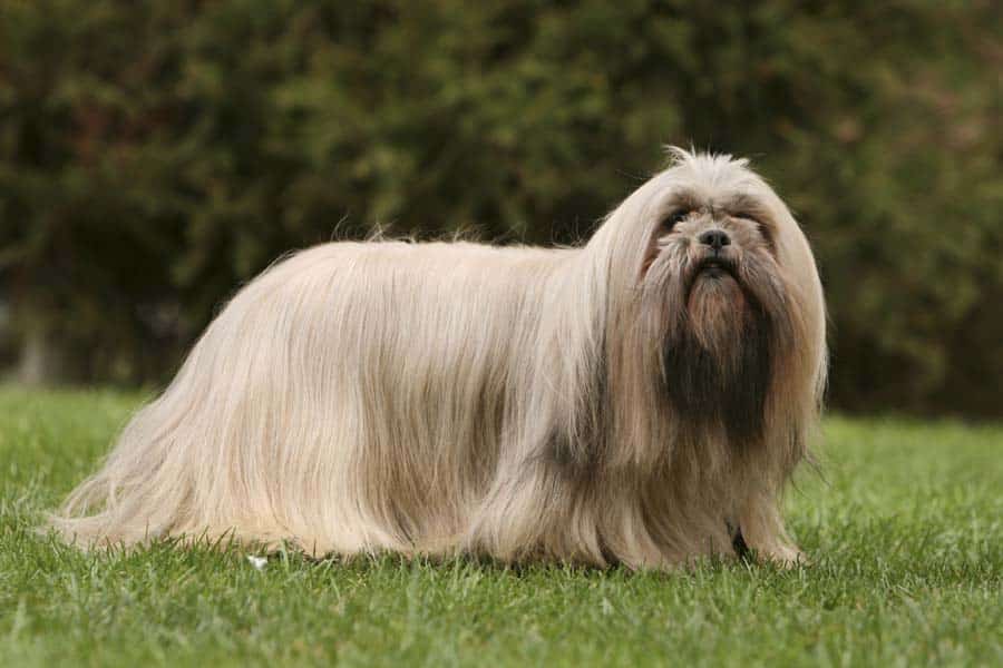 perro lhasa apso