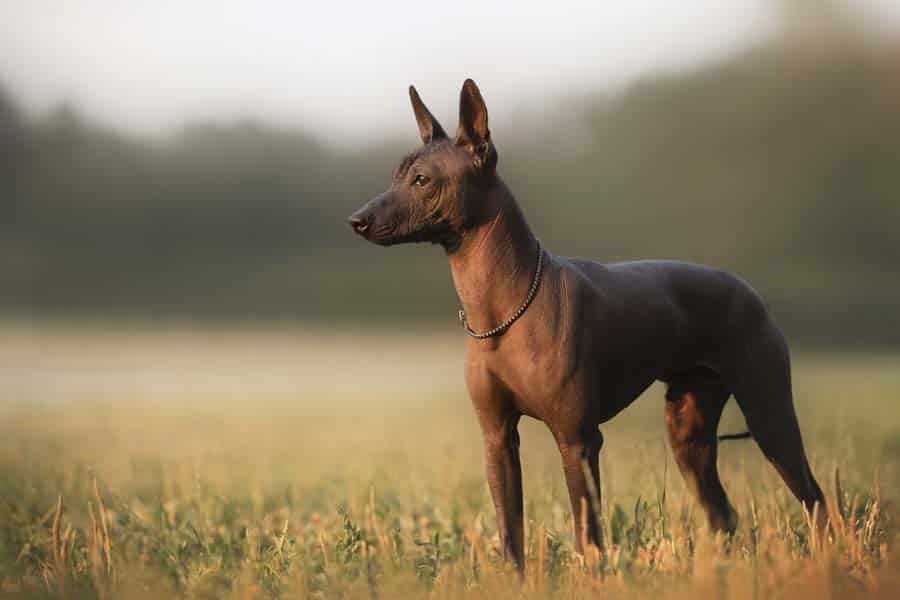 perro raza Xoloitzcuintle