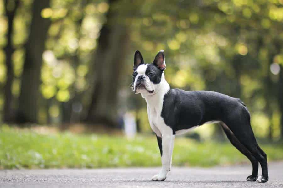 perro raza boston terrier