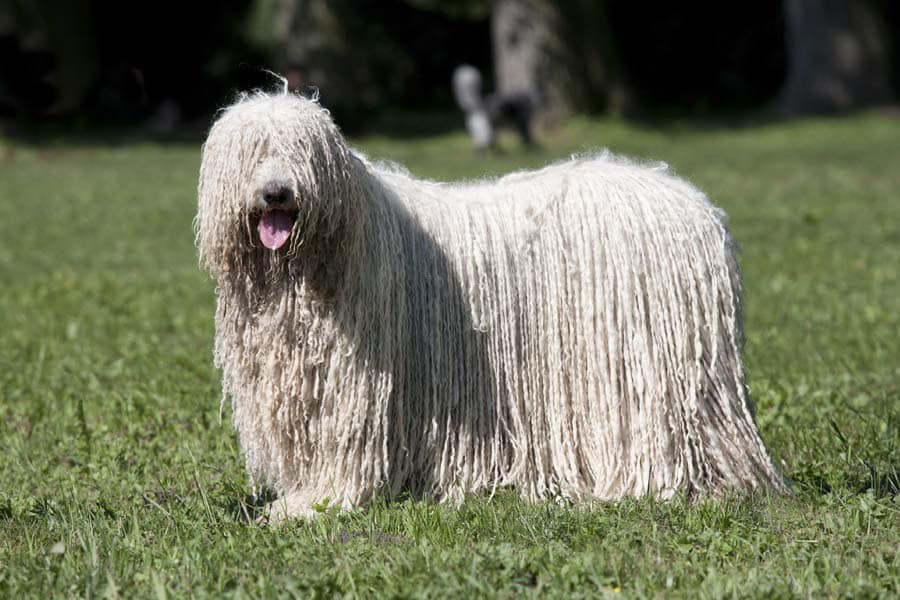 perro raza komondor