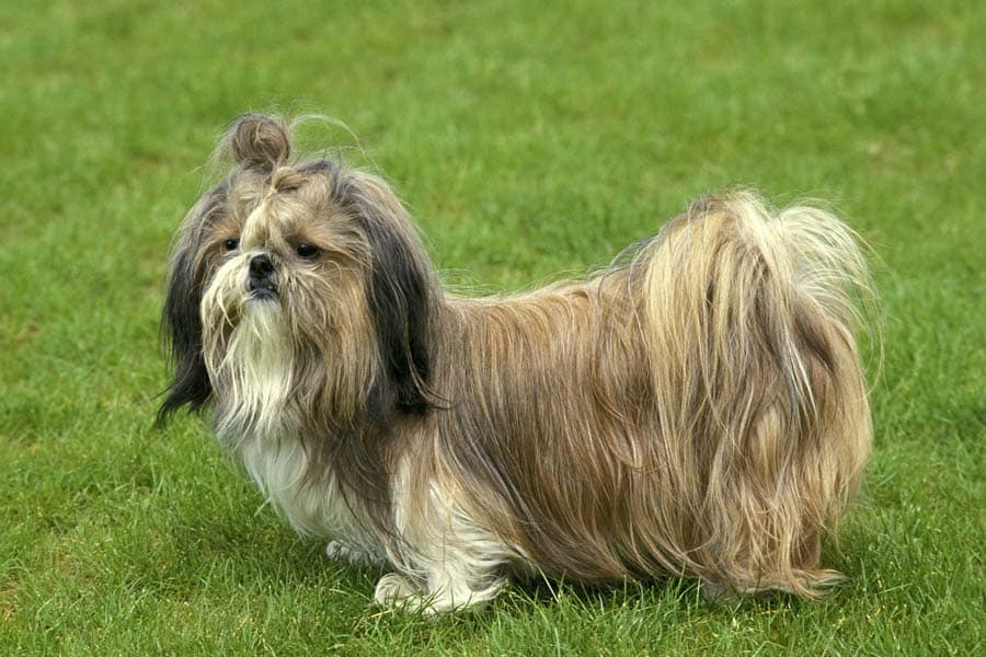 perro raza shih tzu