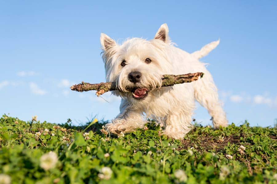 perro raza west highland terrier