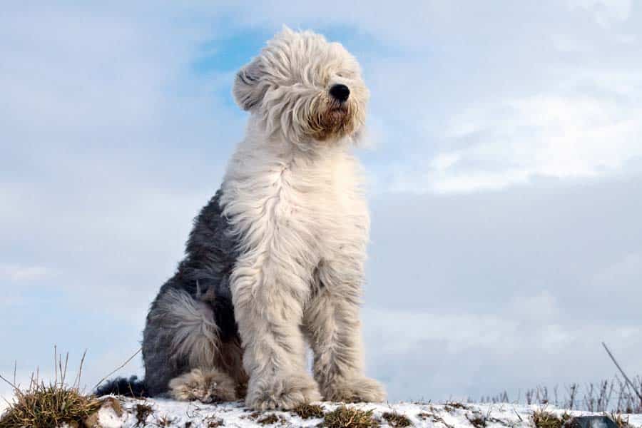 Raça de cachorro de acordo com cada signo  Razas de perros, Perros pastor  ingles, Perro bobtail