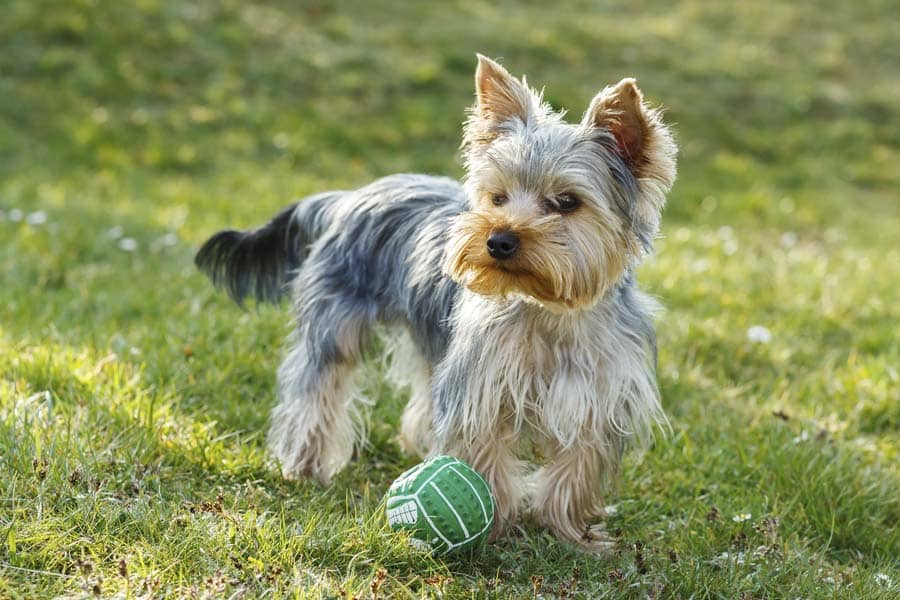 perro yorkshire terrier