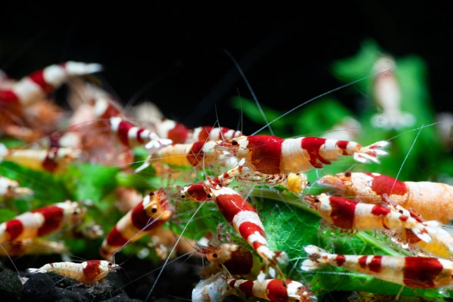 Caridina gambas