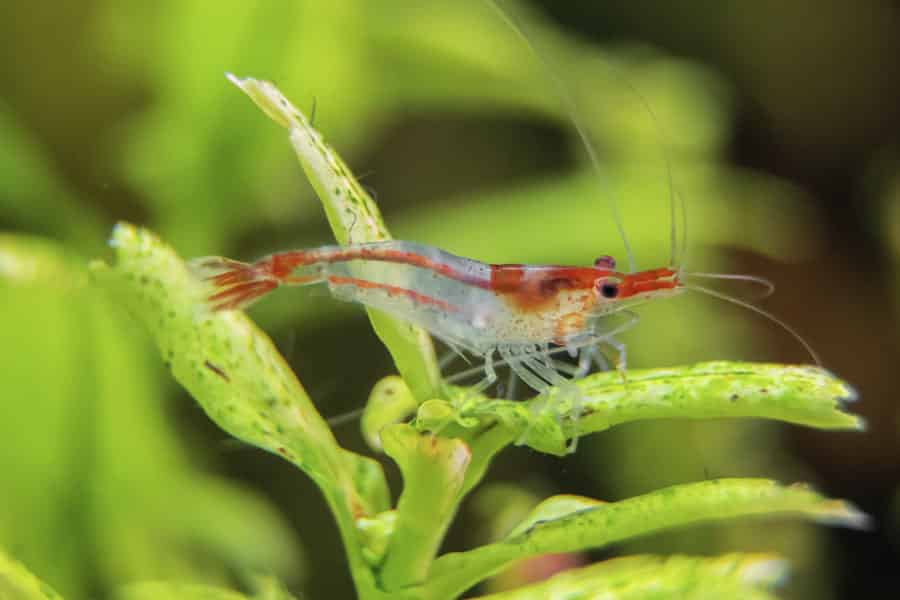 Neocaridina davidi