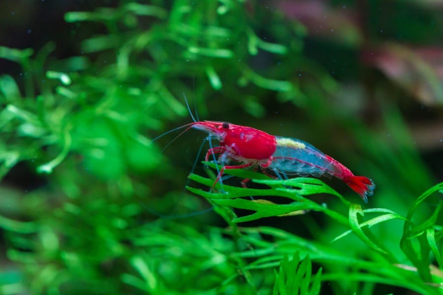 Neocaridina gamba