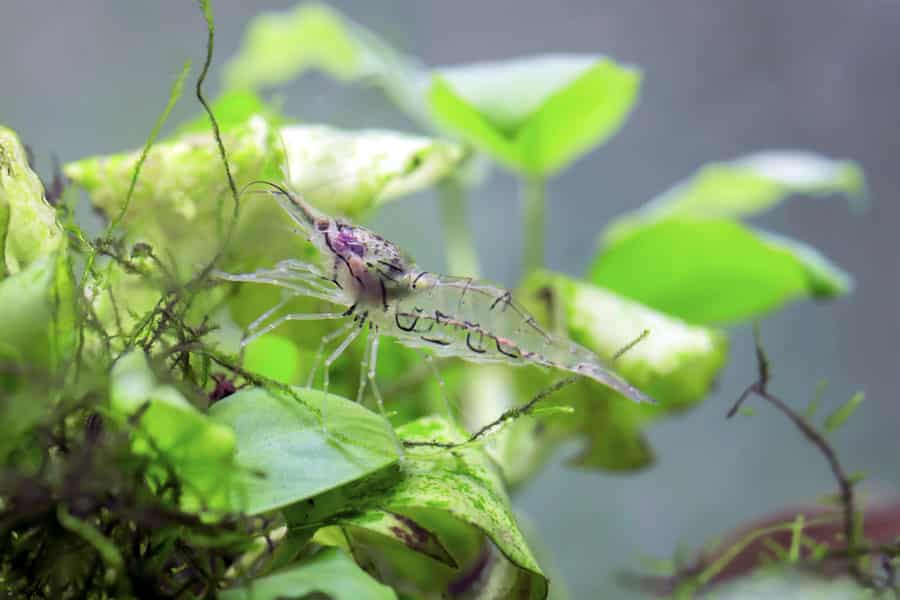 gambas palaemonetes