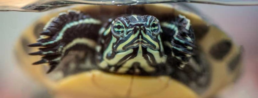 Cuidados-básicos-de-una-tortuga-acuática