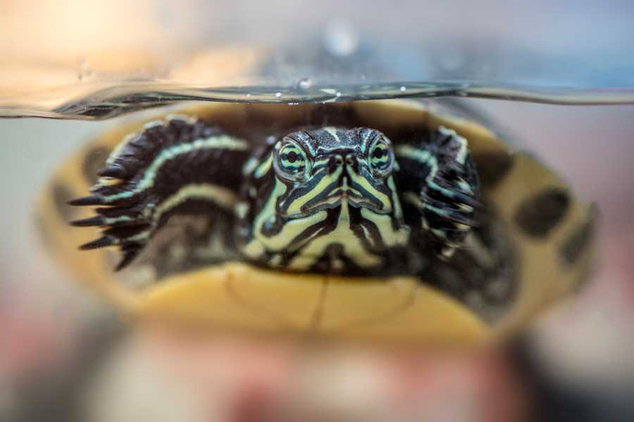 Cuidados-básicos-de-una-tortuga-acuática