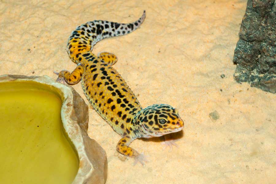 gecko leopardo terrario