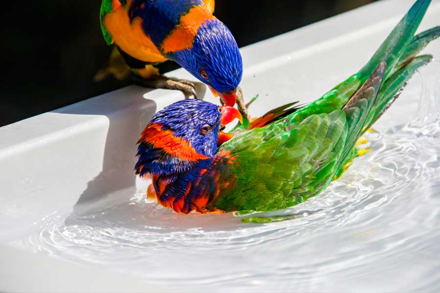 cuidados lori arcoiris