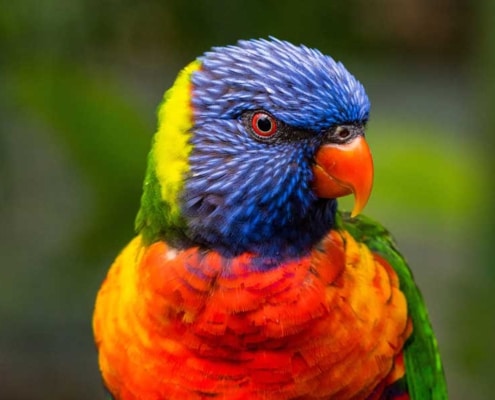 lori arcoiris como mascota