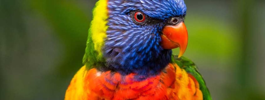 lori arcoiris como mascota
