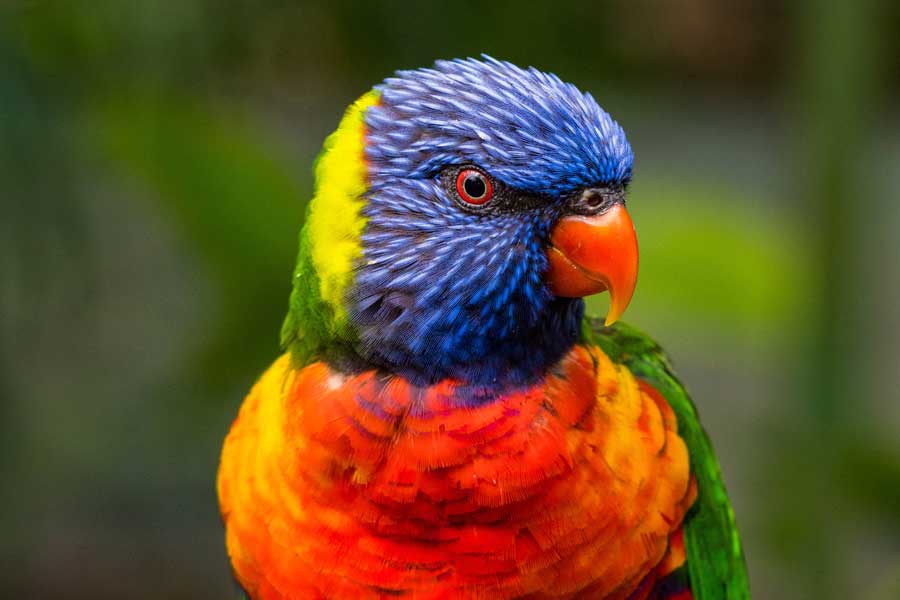 lori arcoiris como mascota