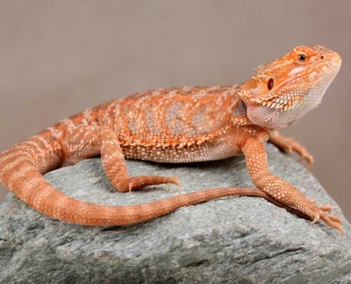 pogona naranja sobre una roca