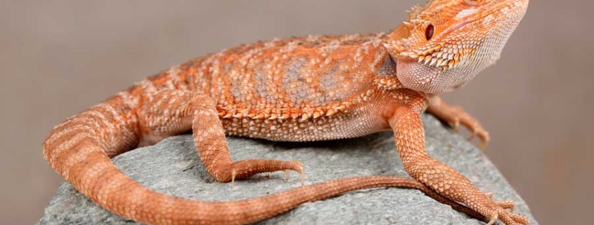 pogona naranja sobre una roca