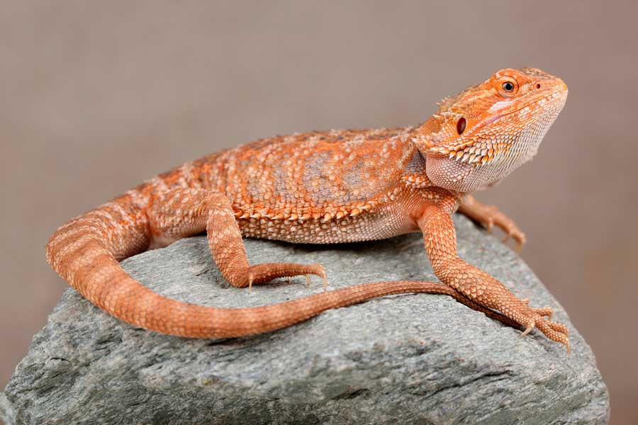 pogona naranja sobre una roca