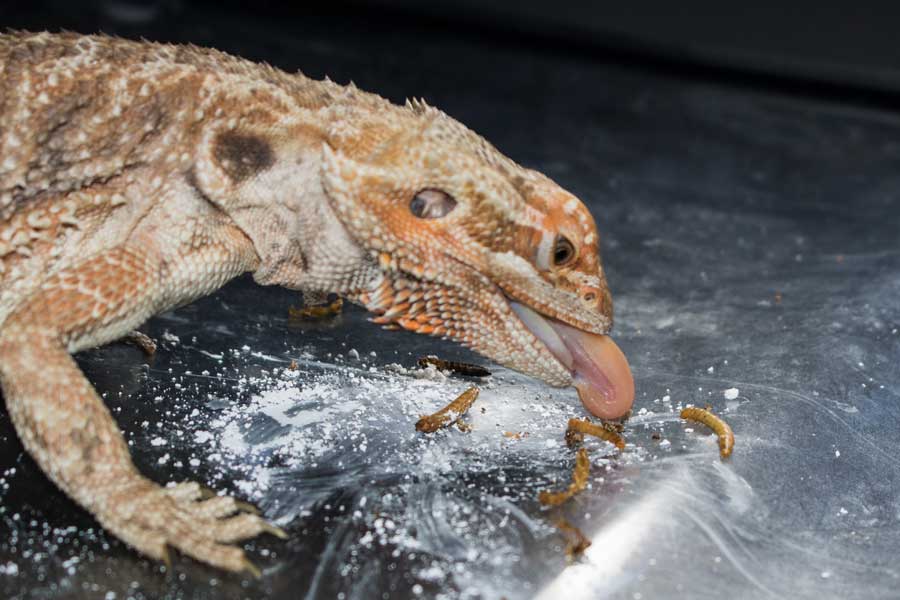 reptil pogona alimentandose de insectos
