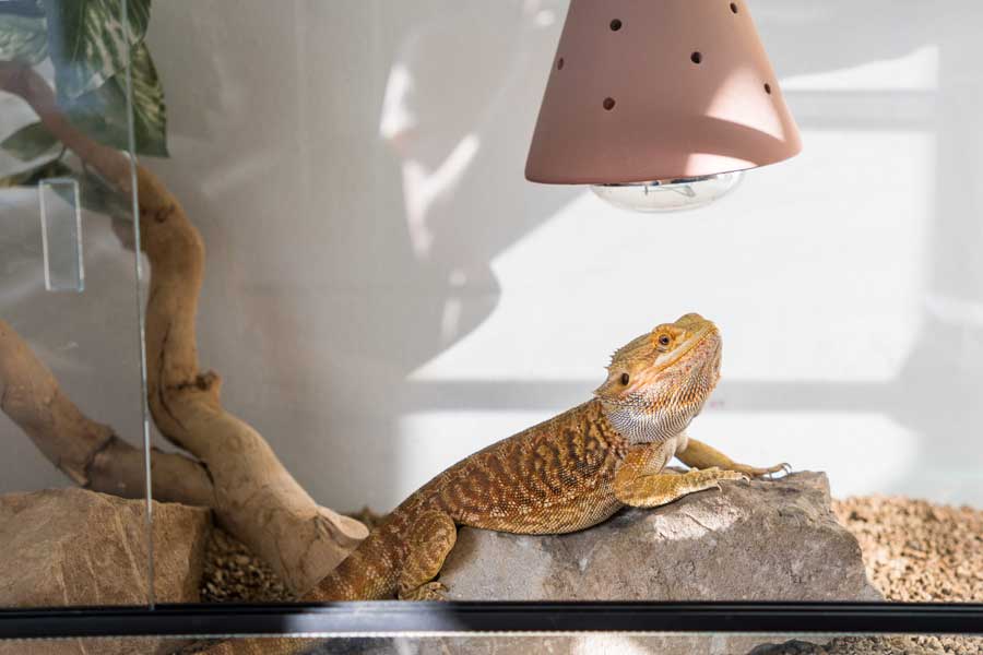 pogona dentro de un terrario con bombilla de calor